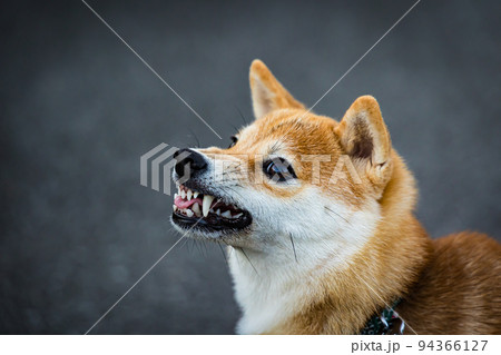 散歩中に歯を剝き出しで怒る柴犬 94366127