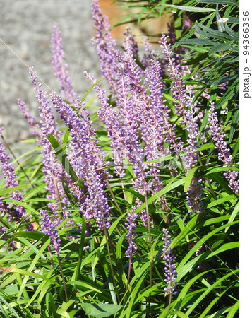 夏から秋に咲く多年草「ヤブラン」 夏から秋に咲く多年草「ヤブラン」 94366356