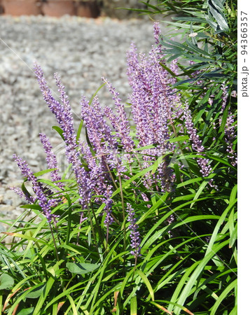 夏から秋に咲く多年草「ヤブラン」 94366357