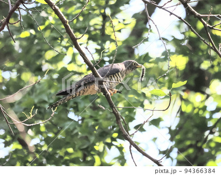 公園のツツドリ 94366384