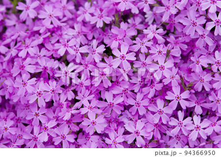 公園の花壇にシバザクラ（芝桜、学名：Phlox subulata）の花が咲いています。 94366950