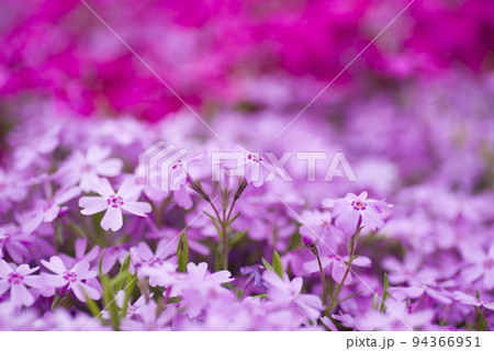 公園の花壇にシバザクラ(芝桜、学名:Phlox subulata)の花が咲いています。 公園の花壇にシバザクラ(芝桜、学名:Phlox subulata)の花が咲いています。 94366951