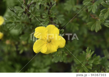 Shrubby cinquefoil Sommerflor Shrubby cinquefoil Sommerflor 94367303