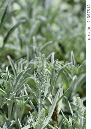 Silver speedwell 94367310