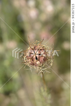 Love-in-a-mist Shorty Blue 94367315