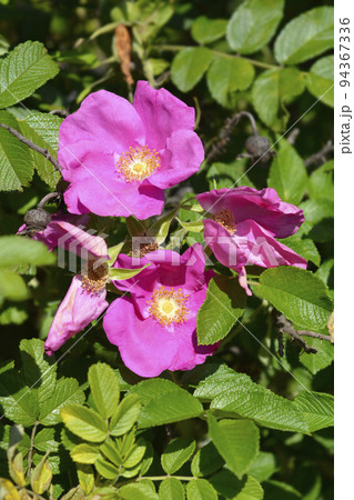 Rugosa rose 94367336