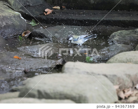 公園の水場で水浴びするシジュウカラ 94367369