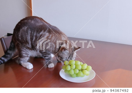 猫にブドウを食べさせては危険です ぶどう 注意 危険 猫にブドウを食べさせては危険です ぶどう 注意 危険 94367492