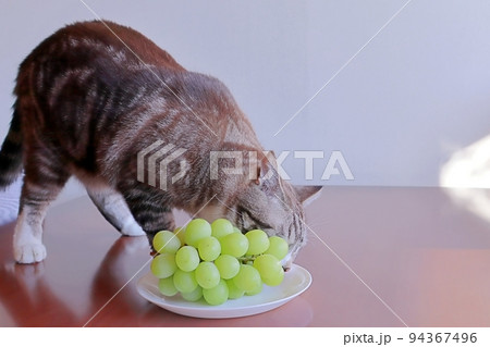 猫にブドウを食べさせては危険です ぶどう 危険 注意 有害 94367496