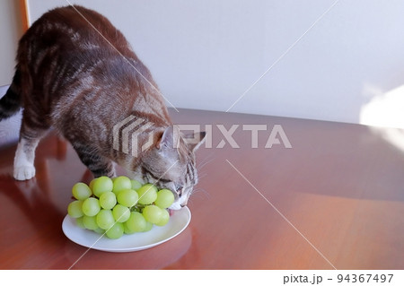 猫にブドウを食べさせては危険です ぶどう 有害 危険 94367497