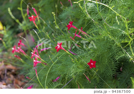 真っ赤な星形の花を咲かせるルコウソウ(縷紅草) 真っ赤な星形の花を咲かせるルコウソウ(縷紅草) 94367500