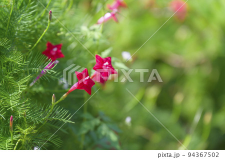 真っ赤な星形の花を咲かせるルコウソウ（縷紅草） 94367502