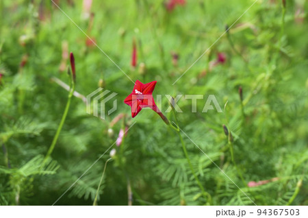 真っ赤な星形の花を咲かせるルコウソウ（縷紅草） 94367503