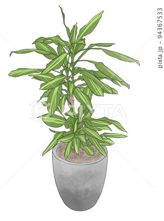 大きな観葉植物 94367533