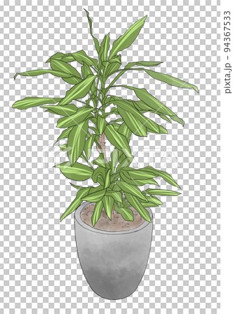 大きな観葉植物 94367533