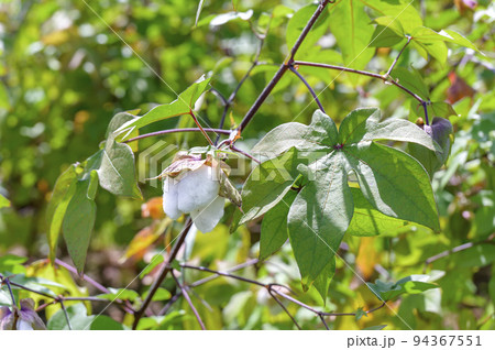綿の花（ゴシピウム） 94367551