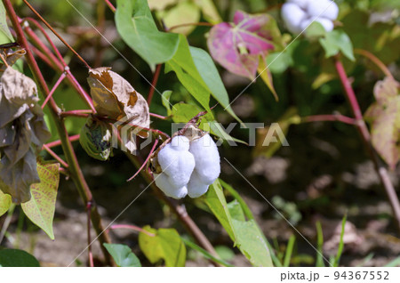 綿の花（ゴシピウム） 94367552