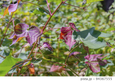 綿の花(ゴシピウム) 綿の花(ゴシピウム) 94367555