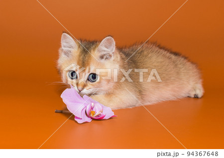 Scottish kitten and an orchid flower 94367648
