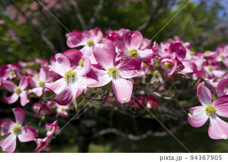 ピンク色のハナミズキ（花水木）の花が咲いています。学名はCornus floridaです。 94367905