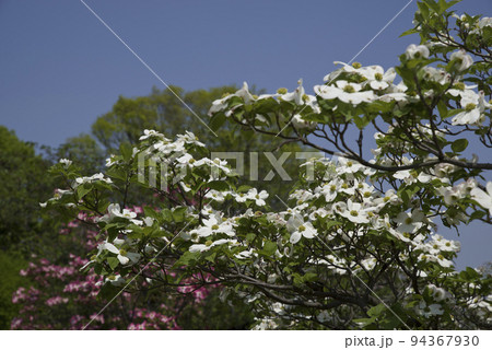 ハナミズキ(花水木)の白い花が咲いています。学名はCornus floridaです。 ハナミズキ(花水木)の白い花が咲いています。学名はCornus floridaです。 94367930
