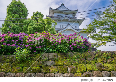 (神奈川県)紫陽花咲く小田原城址公園 天守閣 (神奈川県)紫陽花咲く小田原城址公園 天守閣 94367969