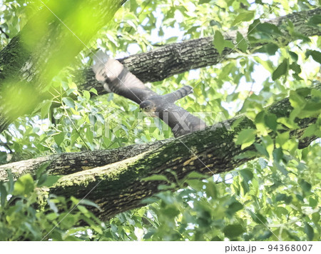 公園のツミ幼鳥飛翔 94368007