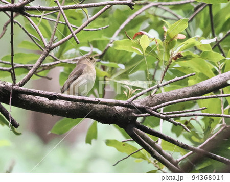 公園のキビタキ雌 94368014