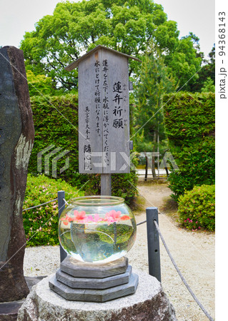 京都 隨心院 蓮弁祈願 94368143