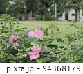 公園のフヨウの花 94368179
