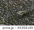 都市河川のキセキレイ 94368180