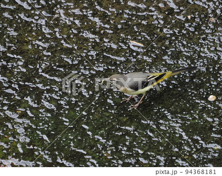 都市河川のキセキレイ 94368181