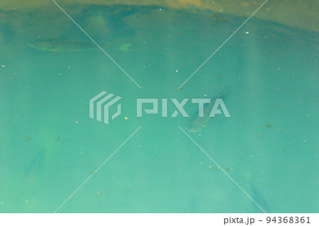 円筒分水の中央部に 取り残された魚 94368361