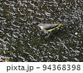 都市河川のキセキレイ 94368398