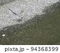 都市河川のハクセキレイ幼鳥 94368399