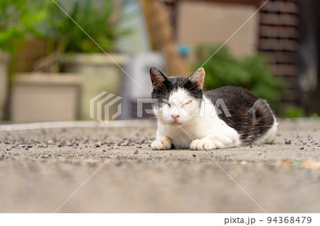 警戒するカメラ目線の野良猫 警戒するカメラ目線の野良猫 94368479