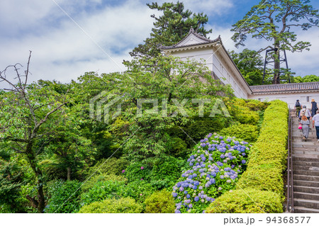 (神奈川県)紫陽花咲く小田原城址公園 常盤木門付近 (神奈川県)紫陽花咲く小田原城址公園 常盤木門付近 94368577