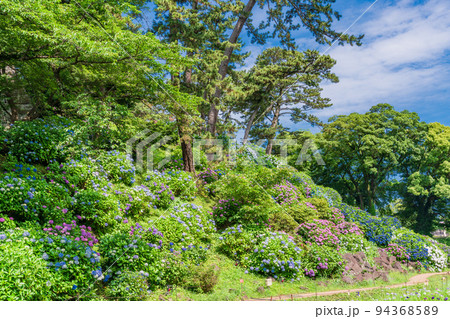 （神奈川県）紫陽花咲く小田原城址公園　常盤木門付近 94368589