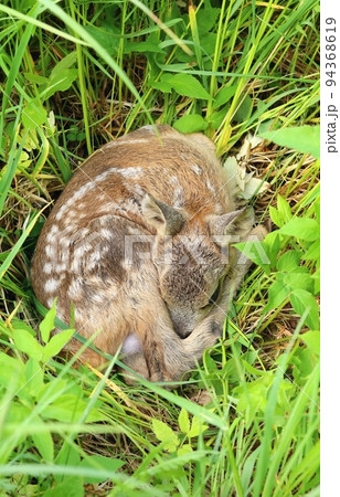 Very cute eurasian roe deer baby Very cute eurasian roe deer baby 94368619