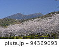 快晴の空の下で満開の桜と筑波山を望む北条大池 94369093