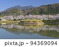 快晴の空の下で満開の桜と筑波山を望む北条大池 94369094