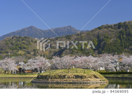 快晴の空の下で満開の桜と筑波山を望む北条大池 94369095