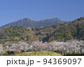 快晴の空の下で満開の桜と筑波山を望む北条大池 94369097
