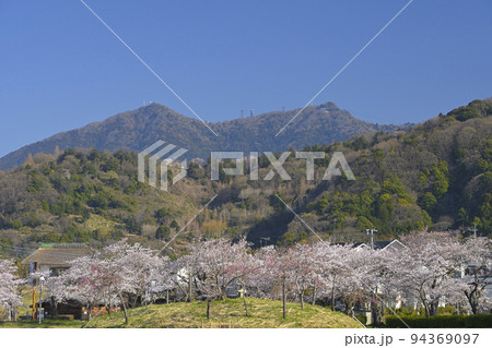 快晴の空の下で満開の桜と筑波山を望む北条大池 94369097
