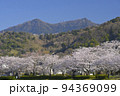 快晴の空の下で満開の桜と筑波山を望む北条大池 94369099