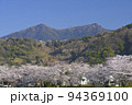 快晴の空の下で満開の桜と筑波山を望む北条大池 94369100