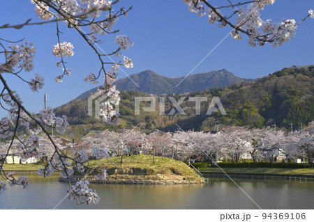 快晴の空の下で満開の桜と筑波山を望む北条大池 94369106
