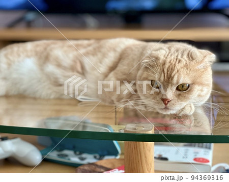 ガラステーブルの上の猫 94369316