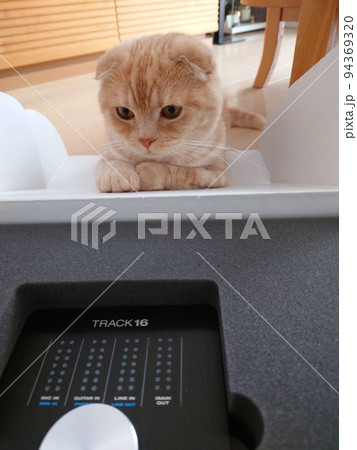 眺める猫 眺める猫 94369320