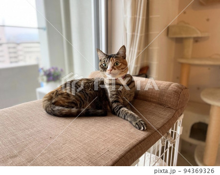 ケージの上で寛ぐ猫 94369326